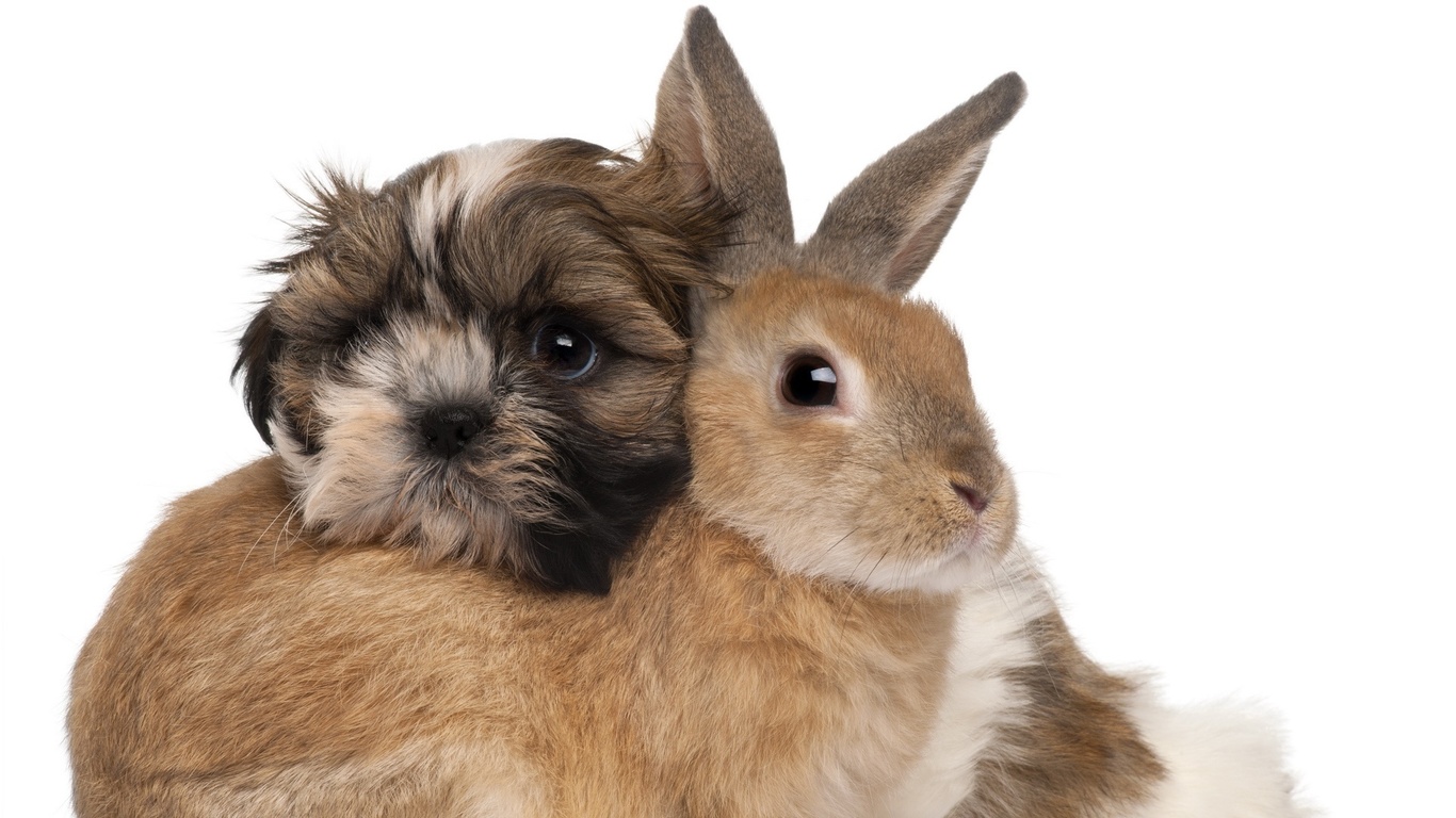 conejos-fondos-de-pantalla-amigos-conejo-perro-animales-foto-im-genes-hd-268254.jpg